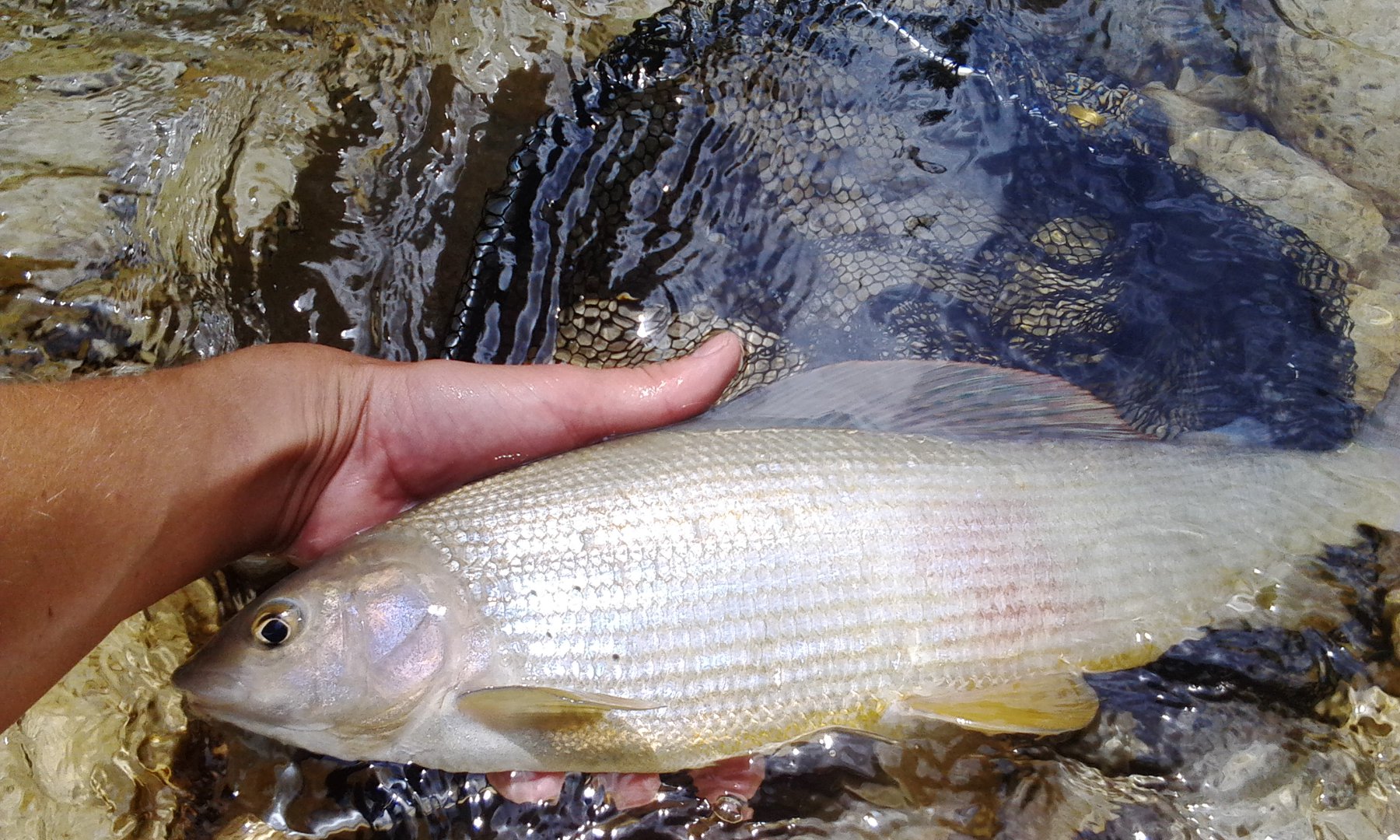 soča 5